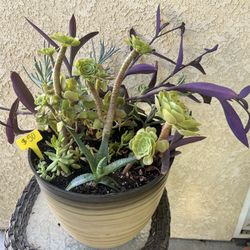 Large Beautiful Succulent 