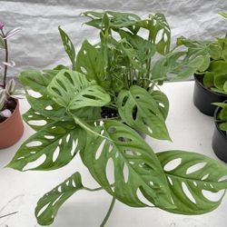 Monstera Adonsonii