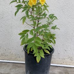 Yellow Bells Trumpet Bush Tree Esperanza Shrub Trumpets