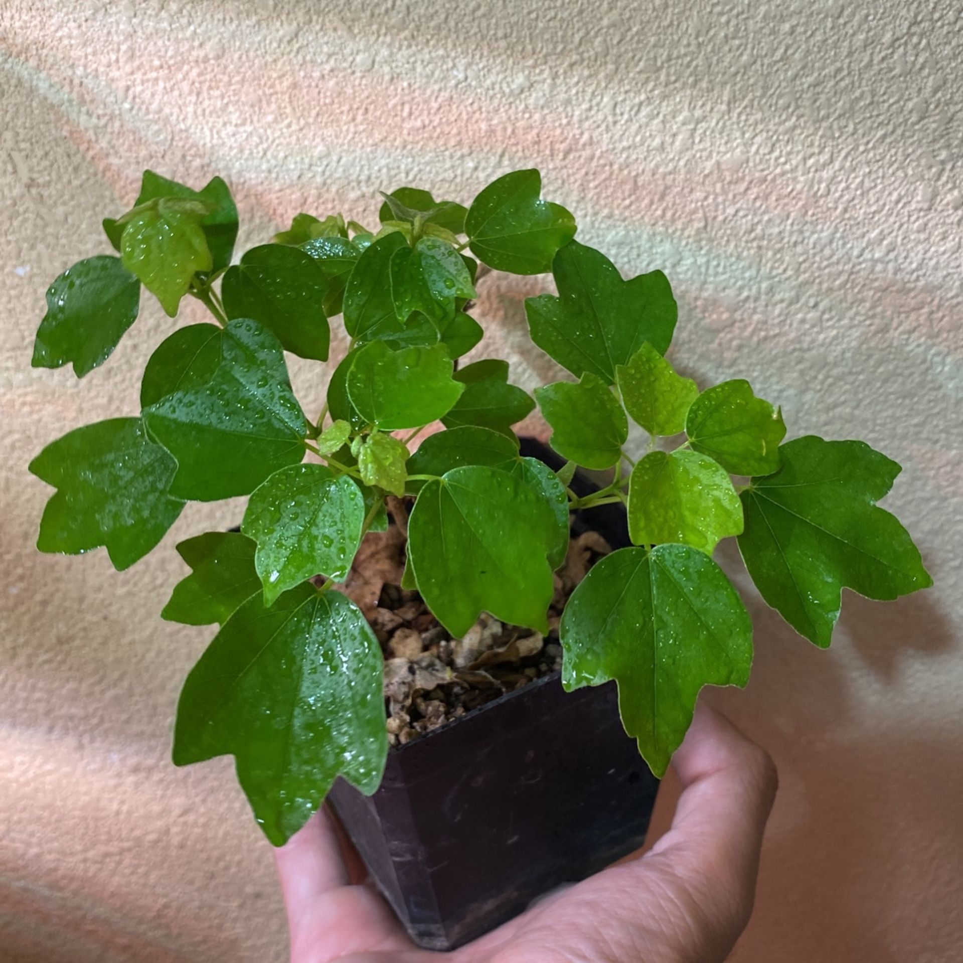 Trident Maple Bonsai