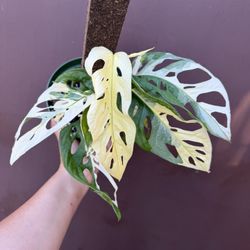 6” Variegated Adansonii Tricolor 