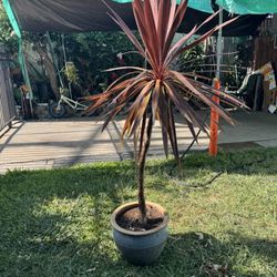 5FT Plant 🪴 