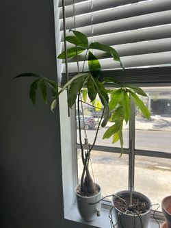 Small Costa Farms Money Tree