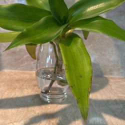Callisia fragrans “Basket Plant” in Water Vases/Pot