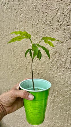 Quenepas / mamones plants each one $8