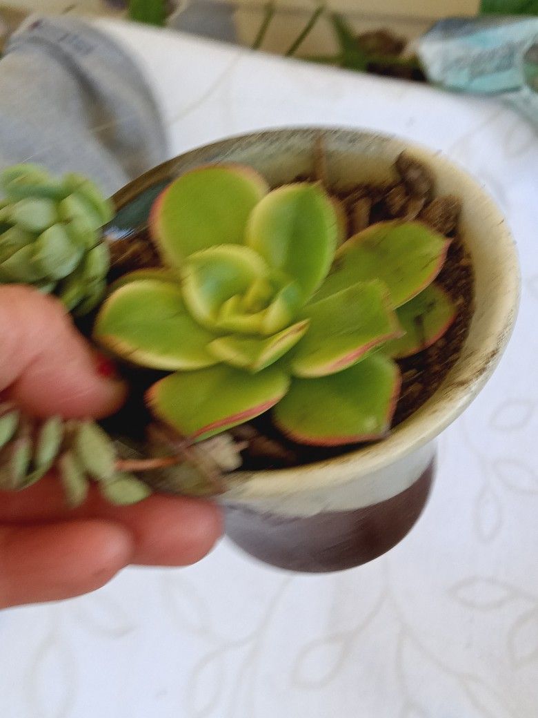 Cute Small Brown And White Pot Succulent For Sale