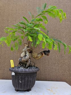 Old Tamarind Bonsai tree