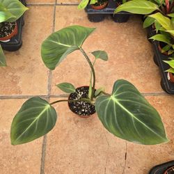 Philodendron Gloriosum