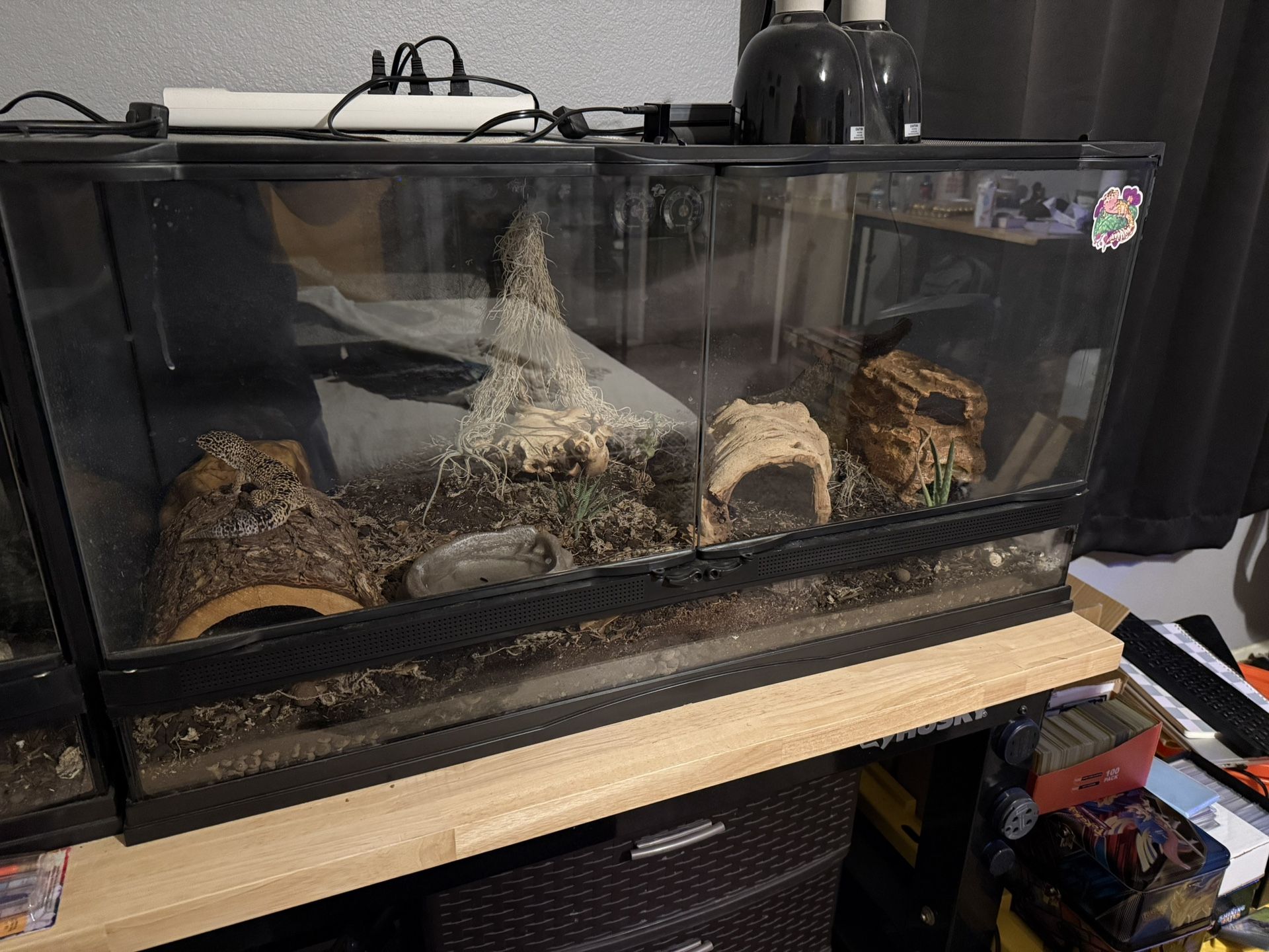 40 Gallon Front Door Terrarium