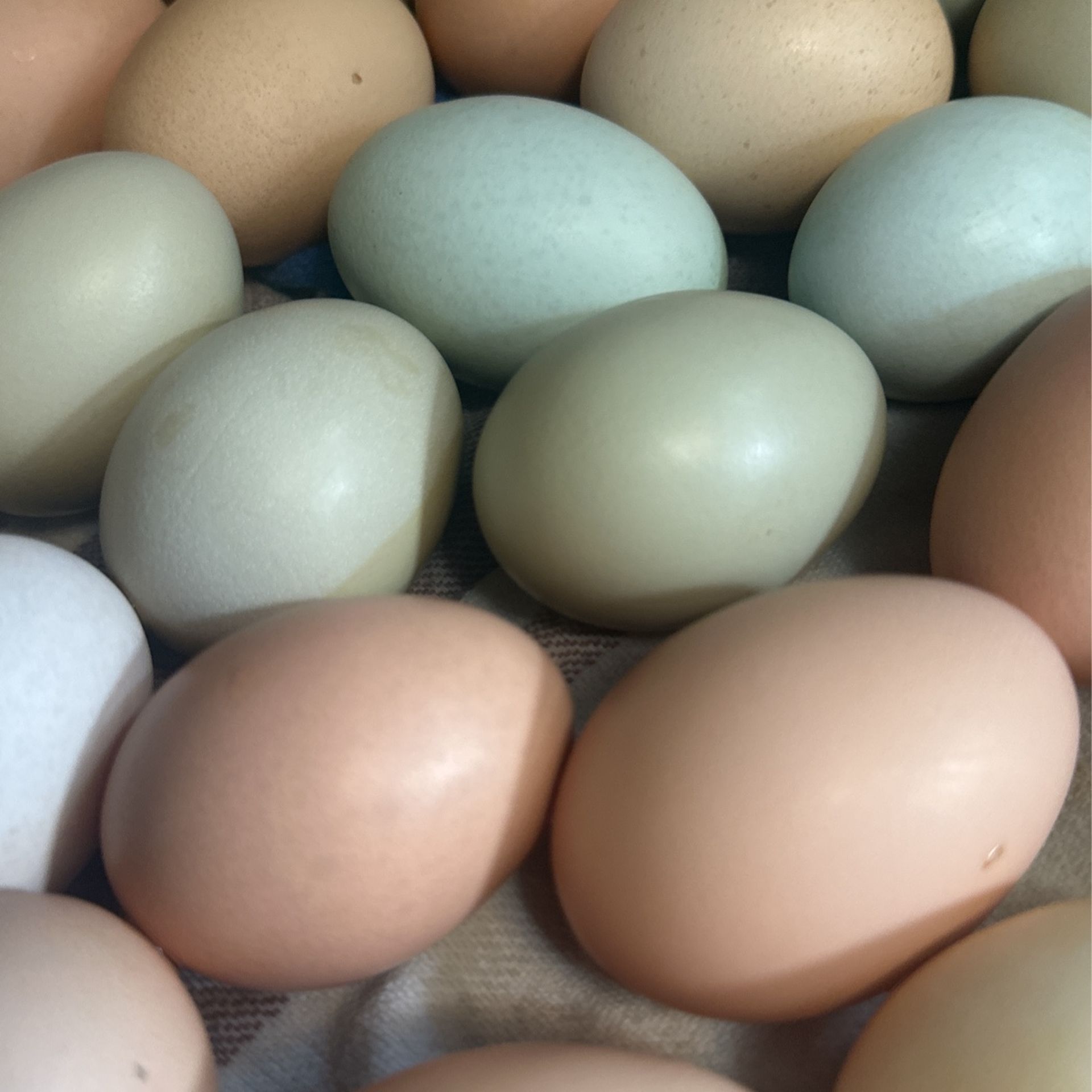 Fresh Eggs