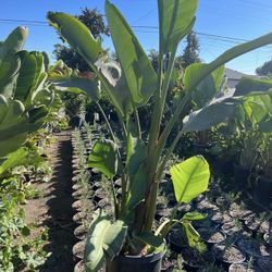 15 Gallon Giant Bird Of Paradise 