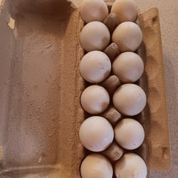 Duck Eggs