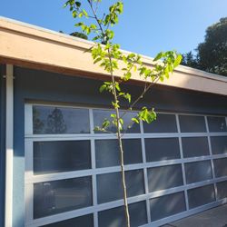 Shatoot WHITE PERSIAN MULBERRY TREE