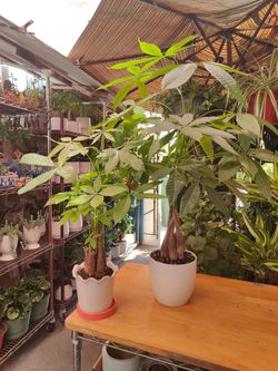 Money Trees