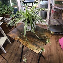 Large Spider Plant 