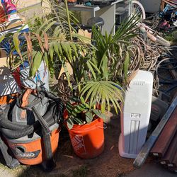 California King Palm Y Otros Palitos 50$