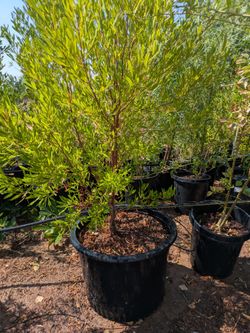 $150 each hopseed or cottonwood