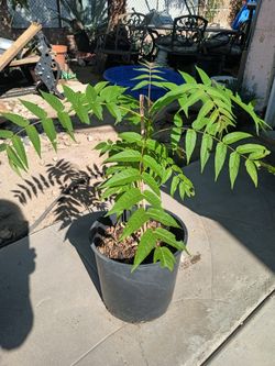 Shade Tree/ Fast Growing/ Desert