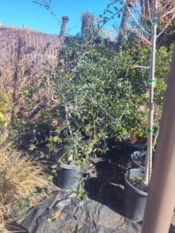 Free 3 Oaks 15 Gallon