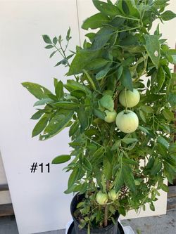 #11- Pepino Melon Plant 人参果樹