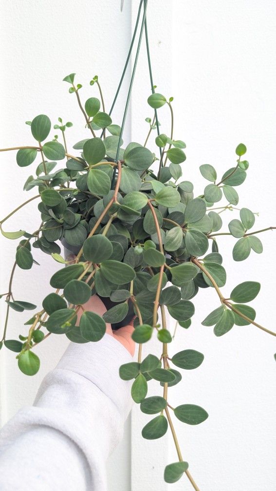 Pepperomia Hope Plant 6" Pot - Indoor House Plants 
