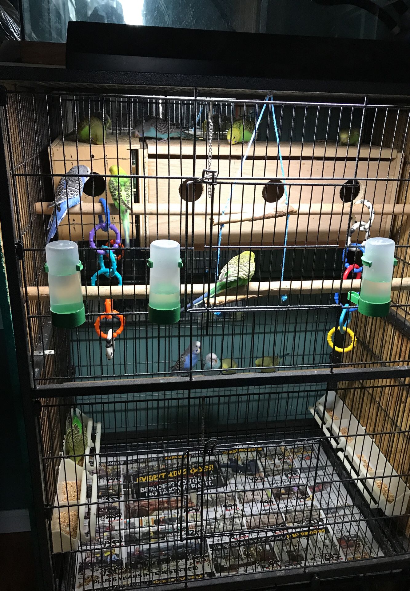 Bird cage all accessories and everything