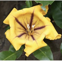 Planta Solandra    o    Copa De Oro