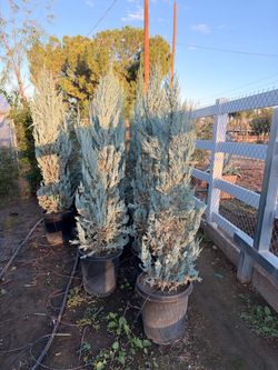 Blue junipers 15 gal