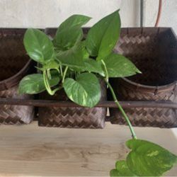 Rattan Planter/ Storage