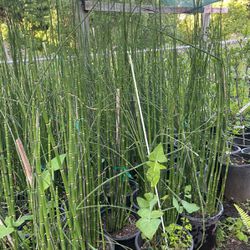 Bamboo Horsetail Plant 5 Gallon 5 Ft Tall On Sale