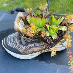 Skechers Shoe Succulent Planter