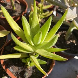 Succulent Plants 🪴 