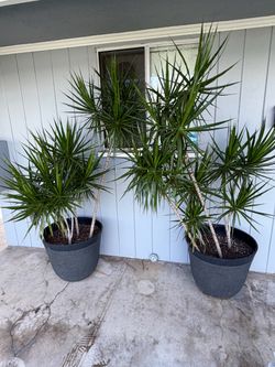 Large Potted Dracaena Plants