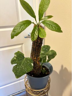 SALE Three plants in same big pot
