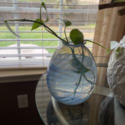 Real Beautiful Plant