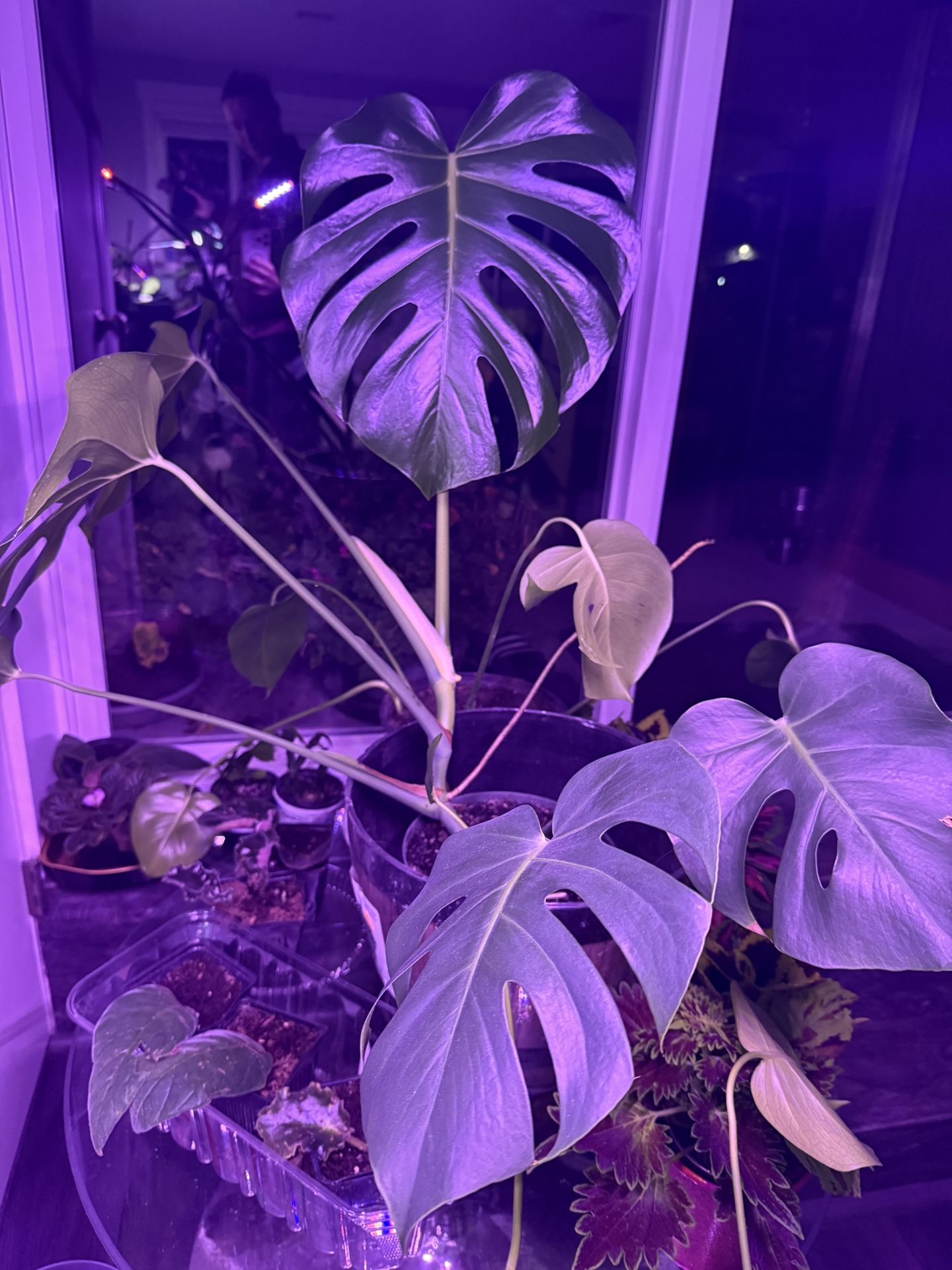 Monstera Indoor Plant Large In Large Pot Beautiful