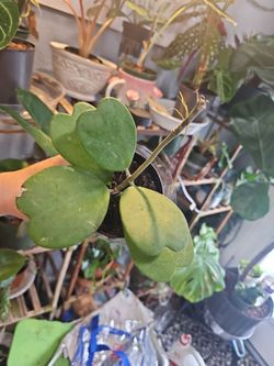 Hoya Kerrii Heart Leaf Plant