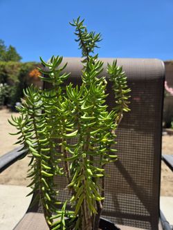 Plant