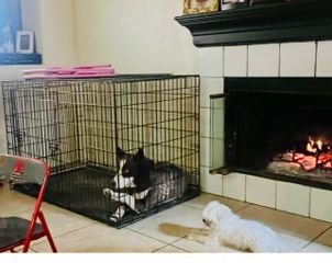 dog cage