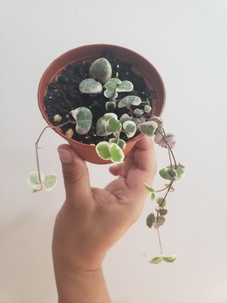 Variegated Ceropegia woodii (string of hearts plant)