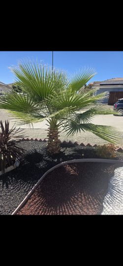 Free Palm Tree