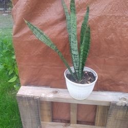 Snake Plant / Sansevieria 
