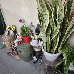 Big Big Plant Sale Today Saturday!!!!! Everything Is For Sale!!!!!