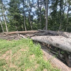 WHITE OAK LOGS- FOR SALE