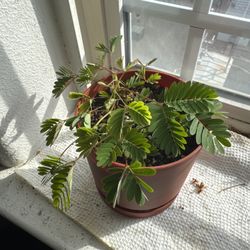Mimosa Plant (sensitive Plant) For Sale