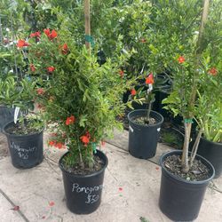 Pomegranate Tree