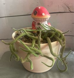 Beautiful pot with a live "rat-tail" Cactus