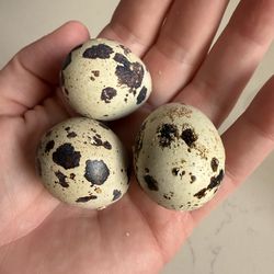 Dozen Jumbo White Coturnix Quail eggs