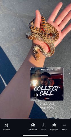 Reptile tank