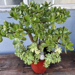 Succulents Arrangements 